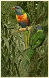 Una coppia di lorichetti arcobaleno, 1890